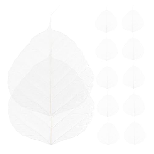 Hojas Naturales Esqueleto 20pcs para Manualidades y Marcapáginas miniatura 1