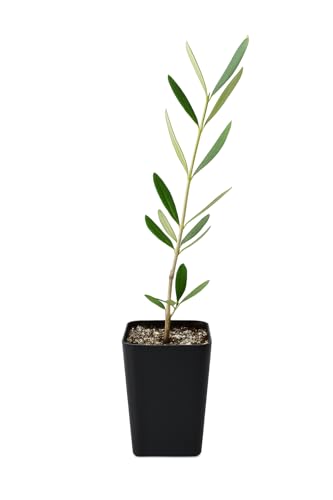 Wilson Olive Tree Sapling, 4 in Tall, 2 in Pot, Drought-Tolerant, Low Maintenance