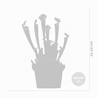 Bloomique - 2er-Set - Sarracenia Juthatip Soper - Schlauchpflanze - Fleischfressende Pflanze - Höhe 15-25 cm - Topf 12 cm – Ansicht 5