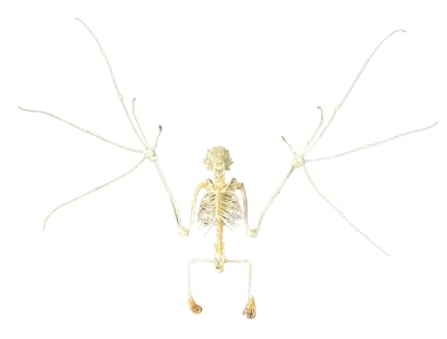 Taxidermy Skeleton Bat Open Wing - Real Preserved Bat - Science Specimen - Oddities - Gothic - Macroglossus Minimus
