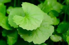 Bharat Mandukaparni (Centella Asiatica) Powder-200 Gram Powder An Ayurvedic Product