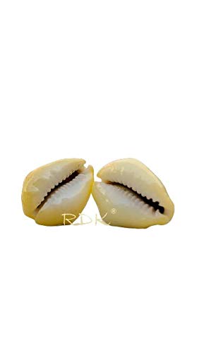 RDK® Cowrie/Kodi Stylish Hoop Earrings for Women and Girls Conch Shell and Sandalwood Earring for Beach Party Boho Style Earring