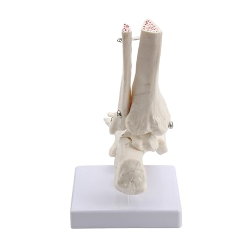 Image of Human Foot and Ankle Model Life Size Medical Anatomy Foot and Skeleton Model W /Tibia Fibula,Left,Fully Articulated for Medical Lectures & Science Study | W /Tibia Fibula,right,Fully Articulated for Medical Lectures ,Science Study and Decoration