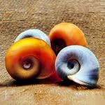 AQ4Aquaristik Calcium Snail Sticks - Futtersticks für Schnecken als Alleinfutter mit Kalzium und Vitaminen für kräftige Schneckenhäuser, 45g