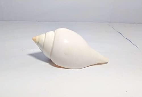 Miniatura 4 de Indian Original JAL SHANKH/VAMABARTI PANI Shank/PUJA SHANKH (2 pulgadas) por Indian Collectible