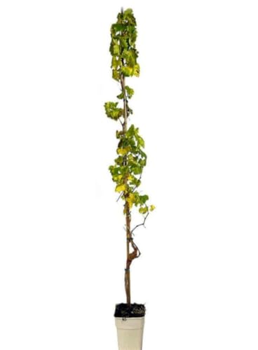 Planta Parra Aledo de Nochevieja, Uva de fin de año, 140-150 cm. Vid que produce uvas grandes, jugosas y de sabor dulce. Segura Garden.