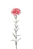 artplants