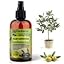 OLIVE TREE Plants Superfood