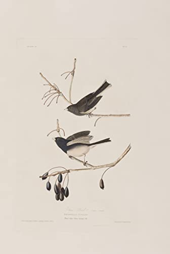 Cuadro decorativo aves de América de John Audubon: arte en lienzo para un hogar cálido
