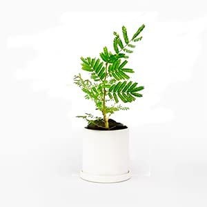 See full amazon price history chart for Cloud Farm Live Shami Tree Indoor & Outdoor Plant CF_53 Cloud Farm Live Shami Tree Indoor & Outdoor Plant CF_53 (B0BHS7TSTY) Amazon Price History, Amazon Price Tracker