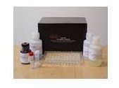 BioTarget 20-HETE Hypertension ELISA Kit 5 X 96 wells