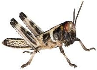 Feeders & More - Locusts - Desert Locusts SMALL - 50 pieces - Live Food Insects Desert Locusts - Food for Reptiles, Bearded Dragons and Amphibians - Food Insects & Pet Food product image