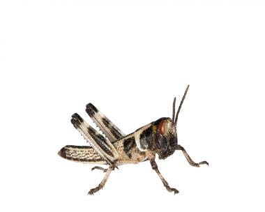 Feeders & More - Heuschrecken - Wüstenheuschrecken KLEIN - 15 Stück - Lebendfutter Insekten...