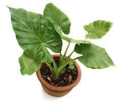 See full amazon price history chart for EverSneh Live Elephant Ear Colocasia Esculenta Taro Plant With Black Plastic Pot EverSneh Live Elephant Ear Colocasia Esculenta Taro Plant With Black Plastic Pot (B0BD959BZL) Amazon Price History, Amazon Price Tracker