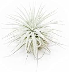 Small Tectorum Ecuador Air Plant - Live Tillandsia Succulent Hous...