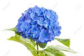 Gislenus Hydrangea Blue Live Plant(Rear Variety Healthyb Plant) Pack of 1 Whit Pot (B0C8CFQTTZ) Amazon Price History, Amazon Price Tracker