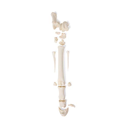 Image of 3B Scientific GmbH T30069 Mammal Metatarsal Bones, Disarticulated
