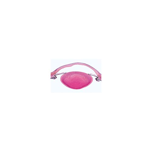 Image of 3B Scientific GmbH W13318S Sensory Organ -Spanish