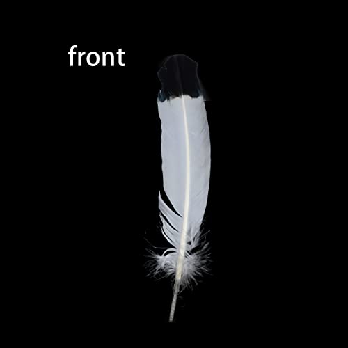 Ws&Wt 20Pcs 10-12Inch Turkey Feather For Craft Round Quill Feathers Right Left Wings Art Decoration Party Costume-White W/Black Tips #TOP2