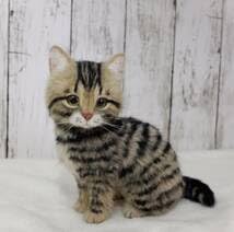 A猫 羊毛フェルトくつろいでるキジトラ猫【ハンドメイド 猫 Amazon | funwari□□□ 羊毛フェルト キジトラ 薄めカラー 仔猫