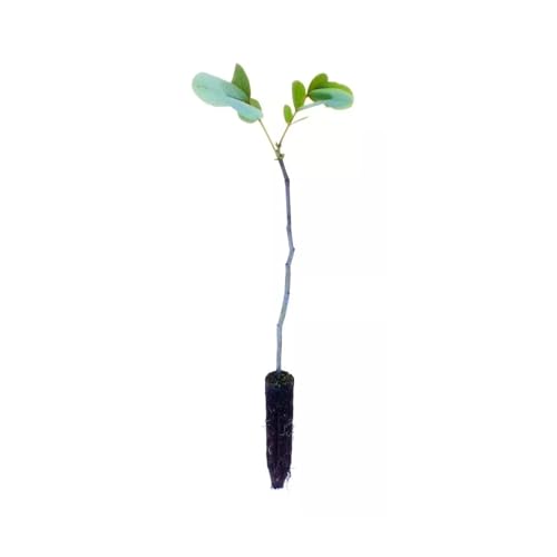 AMK Jardinagem e Paisagismo, Muda de Sene 20 a 40cm AMK - Plantas Online