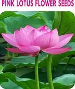 Image of Lotus Flower Seeds for Home Garden a€ inch Pack of 7 Seeds | Kamal Beej for Water Gardening | Aquatic Flower Seeds for Balcony, Terrace & Outdoor Garden Pond