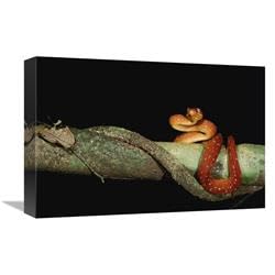 12 x 18 in. Emerald Tree Boa Juvenile, Iwokrama Reserve, Guyana Art Print - Pete Oxford