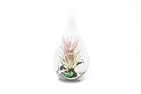 Glass Teardrop Beach Plant Terrarium - Air Plant, Sand, Starfish and Shell in Propagation Jar - Home and Garden Decor Plants Pot - Easy Care Indoor and Outdoor Plants Vase (1 Teardrop - Black Sand)