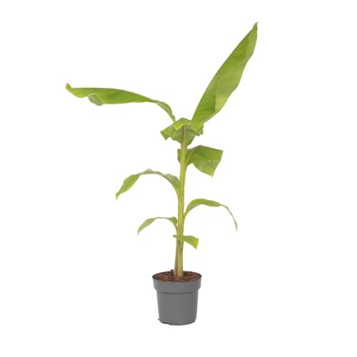 Plant in a Box - Bananenpflanze - Musa Basjoo - Höhe 55-70cm - Topf 21cm - Bananenbaum Winterhart