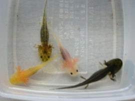 Amazon ウーパールーパー １００匹 いろいろ ノーブランド品 観賞魚 水中生物 通販