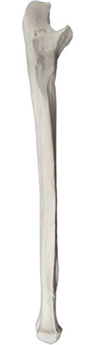 Image of Ulna Bone Model - Right - Anatomically Accurate Human Ulnar Bone Replica - hBARSCI