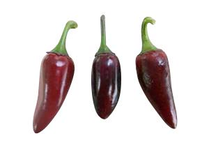 10 Semillas Jalapeño Purple-púrpura-by Samenchilishop