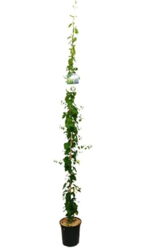 Planta natural trepadora Madreselva, Lonicera Japónica, 160-180 cm. Enredadera vigorosa, flores fragantes blanco-amarillas, ideal para cubrir cercas y pérgolas. Segura Garden.