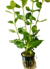 Wisteria Potted Aquarium Plant