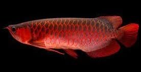 Arowana