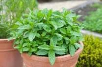 MVKR Live Mint (Pudina) Plant | Pudina Herb Plant | With Growbag (B09SWXQR7M) Amazon Price History, Amazon Price Tracker