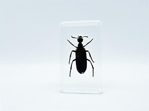 Image of Assorted Styles of Beetle and Insect Specimens, Clear Amber Resin Material Ideal for Kids' Science Education, Collecting, and Home Decoration 2.4″*1.4″*0.7″ (No.40)