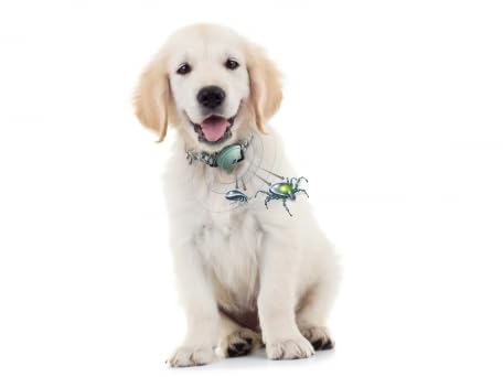 Colpharma Ticks Defense Pet Dispositivo Antipulci E Zecche Per Cani E Gatti - 3