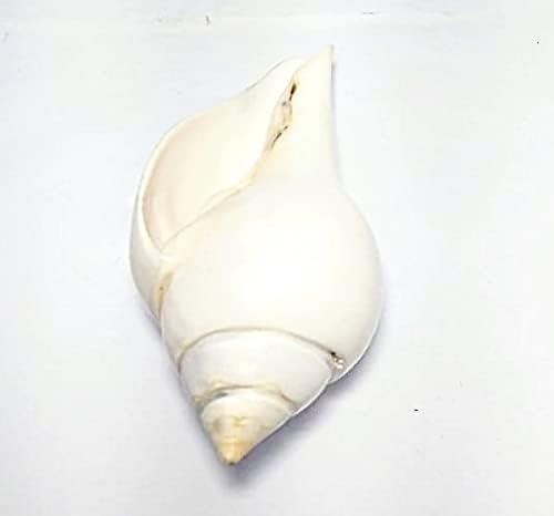 Miniatura 2 de Indian Original JAL SHANKH/VAMABARTI PANI Shank/PUJA SHANKH (2 pulgadas) por Indian Collectible