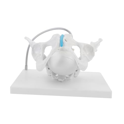 Ciieeo Female Bone Model Foam Model for Women Educative Simulation Human Organ