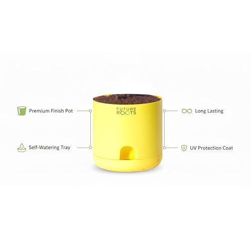 Image of Future Roots Good Luck Golden Money Plant with Self Watering Pot - Air Purifying Indoor Live Feng Shui Plant for Home, Living Room, Kitchen, Office Desk, Bedroom Decor (Yellow)