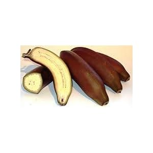 Generic Fresh 100 stks Banaan Fruit ZADEN voor opplant Bruin