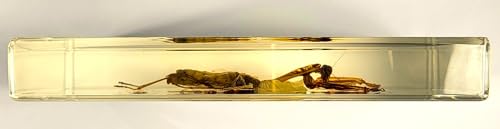 Image of Huge 6.9 inch Real Praying Mantis w /Open Wings in Crystal Clear Lucite Resin Specimen Preserved Animal Insect Bug Taxidermy Collection for Biology Science Education & Desk Ornament Display Paperweight