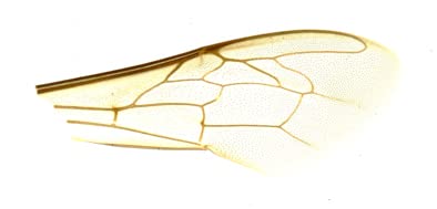 Image of Pacific Image PrimeHisto XE. Microscope & Histology Slide Scanner. Manual Microscope Slide Scanning. 10000 dpi /48-bit Output. 3.9 Dynamic Range. Mac /Pc.