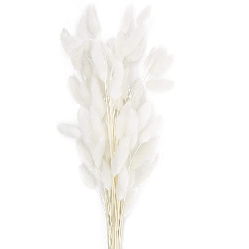 Jufjsfy 60 Tiges Naturelles SéChéEs Lagurus Ovatus Fleurs Vrai Bouquet avec Lapin Queue SéChéE Pampa Fleurs DéCoration Cover