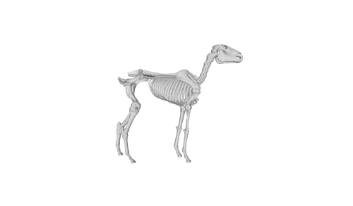 Printle Animal Horse Skeleton 03-Skeleton Horse Standing Spooky Scary Halloween Decorations Educational Model Toy Figure for Dioramas and Model Train Sets CHOOSE YOUR SCALE