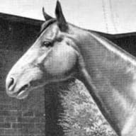 Episode 546: A Tribute to Carioca- The horse who overcame chronic lameness to become an Aussie favourite