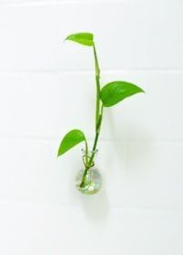 Bud Vase, Glass Vase, Tile Vase, Smooth Surface Vase, Suction Cup Vase, Test Tube Vase