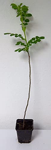 Weiße Apfelrose Rosa rugosa alba Pflanze 15-20cm Heckenrose Wildrose Rose