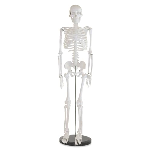 Squelette Jack Richeson taille M pour décorer un cabinet médical
